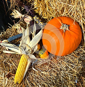 Freshly picked colorful squash and corn