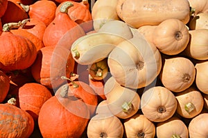 Freshly picked colorful squash