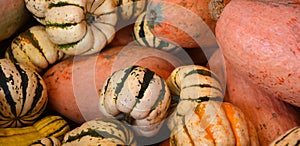 Freshly picked colorful squash