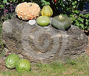 Freshly picked colorful squash