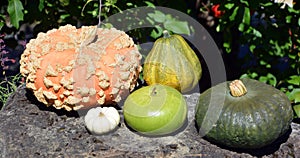 Freshly picked colorful squash