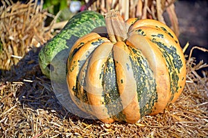 Freshly picked colorful squash