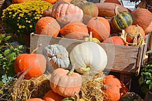 Freshly picked colorful squash and pumpkins