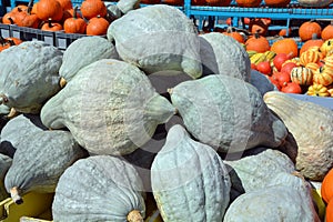 Freshly picked colorful squash and pumpkins