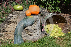 Freshly picked colorful squashes and pumpkins