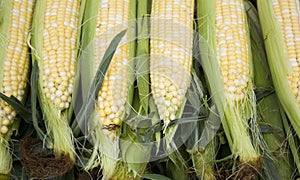 Freshly Picked Corn on the Cob