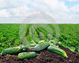 Freshly picked cucumbers on the ground