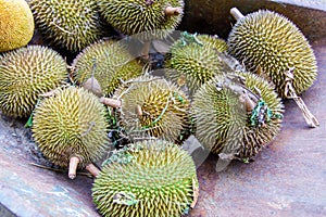 Freshly Picked Durians in a Wheelbarrow in Malaysia