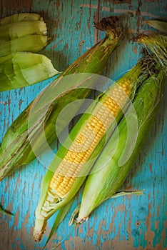 Freshly picked ear of maize, sweet corn cob