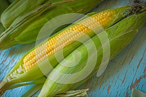 Freshly picked ear of maize, sweet corn cob