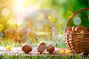 Freshly picked eggs in wicker basket and field with chickens