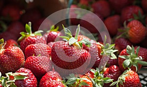 Freshly Picked Field Strawberries