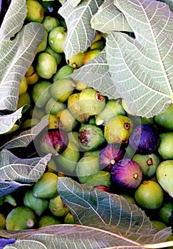 Freshly picked figs with fig tree leaves