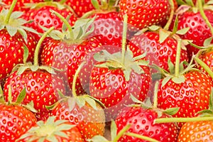 Freshly picked garden strawberries. Close up view. photo