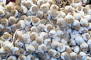 Freshly picked garlic in azure basket on market. Useful vegetables for spicy, spice. Macro photo onion. Top view.