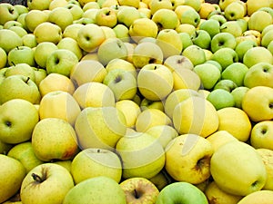 Freshly picked Golden Delicious apples in a bin during harvest season