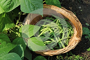 Freshly picked green beans in a garden