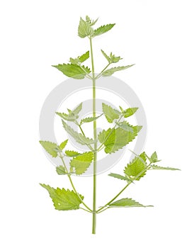 Freshly picked green lemon balm garden branch with leaves isolated on white background