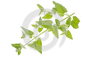 Freshly picked green lemon balm garden branch with leaves isolated on white background