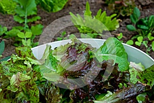 Freshly picked home-grown salad