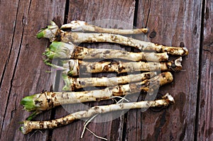 Freshly picked horseradish roots.