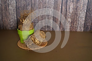 Freshly picked horseradish roots on a wooden table. Selective focus