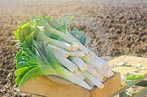 Freshly picked leek in box. Harvest. Harvesting. Agriculture and farming. Agribusiness. Agro industry. Growing Organic Vegetables photo