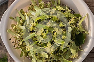 Freshly picked lime flowers in colander