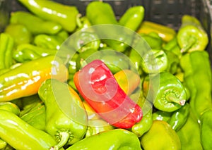 freshly picked, local, ripe, jalapeÃÂ±o green peppers with one red pepper in the center photo