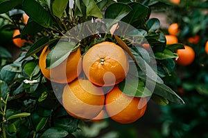 Freshly picked mandarins, ripe and ready to enjoy photo