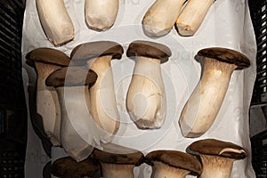 Freshly picked mushrooms king oyster in a basket. Pleurotus eryngii