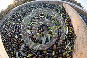 Freshly picked olives, Catalonia, Spain photo