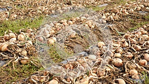 Freshly picked onion drying on black plastic film on field at vegetable farm