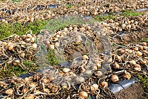 Freshly picked onion drying on farm field