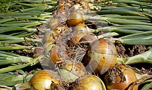 Freshly picked onions