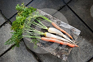 Freshly picked orange and white carrots, parsnips