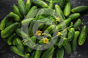 Freshly picked organic cucumber harvest. background, texture. photo