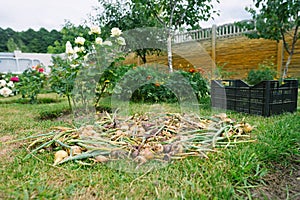 Freshly picked organic home grown onion vegetables are dried on green grass in a country cottage garden