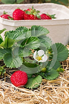 Freshly picked organic strawberries in cardboard punnet with strawberry plant growing on straw