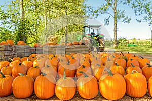 Freshly Picked Pumpkins In Early Fall