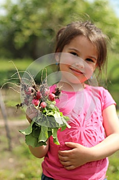 Freshly picked radish in the hands of a little girl in the garden