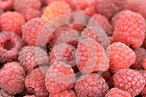 Freshly picked raspberries