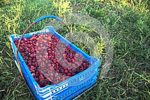 Freshly picked raspberries in crates and glasses