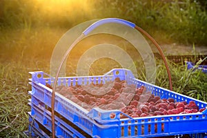 Freshly picked raspberries in crates and glasses