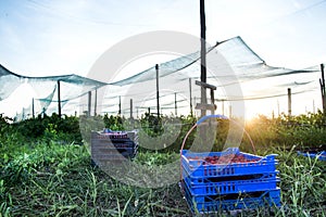 Freshly picked raspberries in crates and glasses