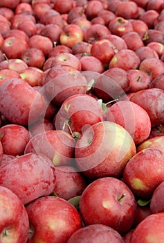 Freshly picked red apples