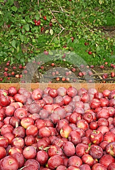 Freshly picked red apples in a wooden box