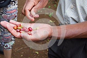 Freshly picked red coffee beans in their shell
