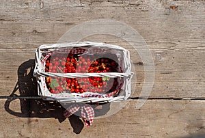 Freshly picked red currants on a white wicker basket with a bow. Weathered wood background