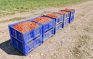 Freshly picked red tomatoes in big plastic boxes on the field.